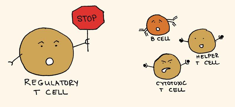 o Efektör T hücre ataklarının kontrol altına alınması o İmmün tolerans sağlayan regülatör T hücrelerinin (Treg) sayısının artırılması ü Treg ler efektör T hücrelerini baskılayarak immün sistemi