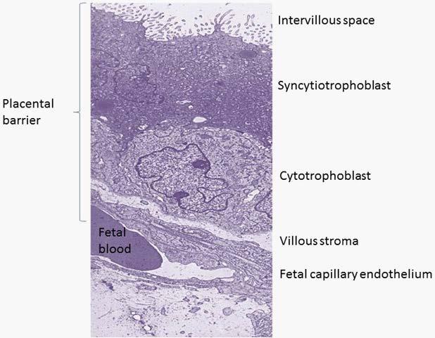 Plasental barier Mikrovillöz membran Histology of Human