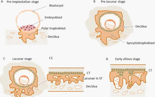 Preimplantasyon; Blastokist Zona pellusidadan çıkar desiduaya tutunur (polar trofoblastların sayesinde ) Prelaküner; polar trofoblastlar farklılaşarak ilk oligonükleer sinsityotrofoblastları Laküner;