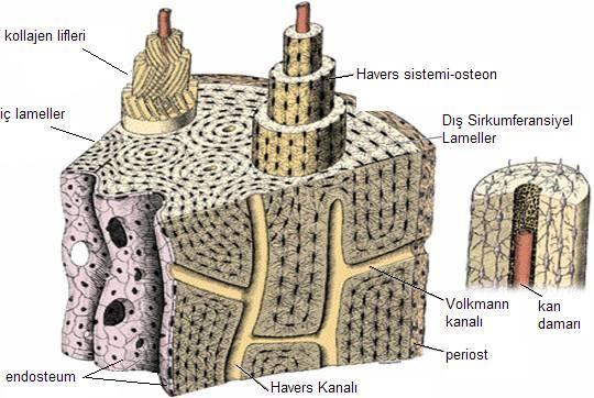 Şekil 1: Kemik yapısının şematik görünümü 30 2.1.3.Kemik Hücreleri 2.1.3.1 Osteoblast Osteoblastlar kemik üretilmesinden sorumlu hücrelerdir.