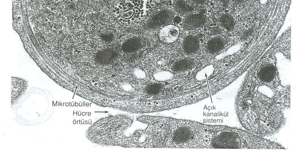 13,15,79-97. PRP içerisinde her mikrolitrede 2 milyondan fazla platelet bulunmaktad r.