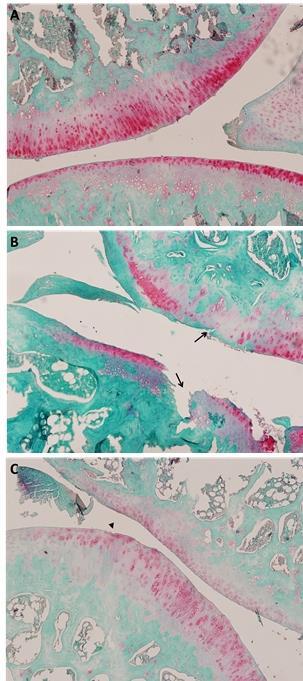 Dicle Tıp Dergisi / Dicle Medical Journal (2017) 44 (4) : 325-332 Resim 1. A grubunda (A) eklem yüzeyi, hücrelerin normal görünümde olduğu ve kıkırdak boyanmasının iyi olduğu görülüyor.