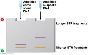 sayıları uyumsuz Şüpheli DNA sı Çoğaltılmı ş Olay yeri