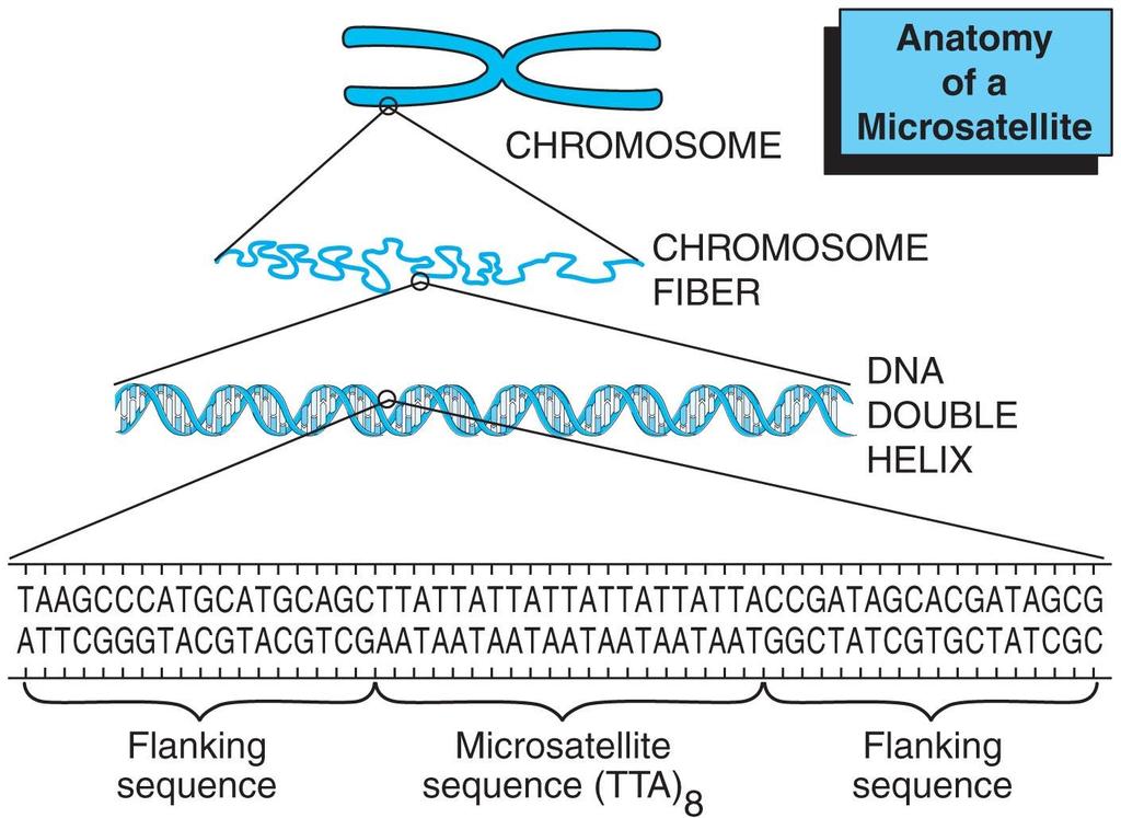 Kromozom Tekrarlı dizilerin anatomisi Kromozom lifi