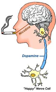 Nikotin beynimize ne yapıyor? Nikotinin 4 te 1 inin doğrudan beyine ulaşması 7 saniyedir. Beyninizin Dopamine denilen kimyasal salgılamasına yol açar.