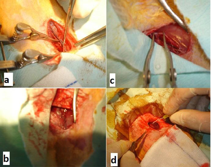 Damar aproksimatörü yerleştirildi. Femoral arter, inguinal ligamentin 1 cm altından kesildi, aproksimatör vasıtasıyla uçlar yakınlaştırıldı.