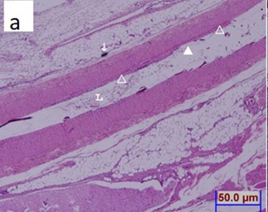 GÜNEYLİ ve ark. BULGULAR 1.Klinik Değerlendirme Anastomoz Süresi Anastomoz süresi, femoral arterin kesilmesinden, anastomoz sonrası klempin açılmasına kadar olan süre olarak kaydedildi.