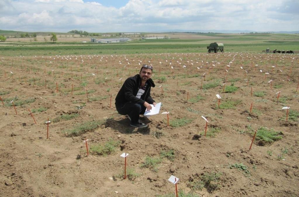 siyah taneli nohut, Gökçe, Azkan, Çağatay ve Menemen 92), materyal olarak kullanılmıştır. 3.1.