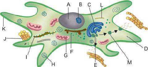 Hücreler Fibroblast Bağ dokusunun kalıcı hücreleridir. Hareketsizdir. Mekik biçimli uzantılı hücrelerdir, uzantıları ile birbirlerine tutunurlar.