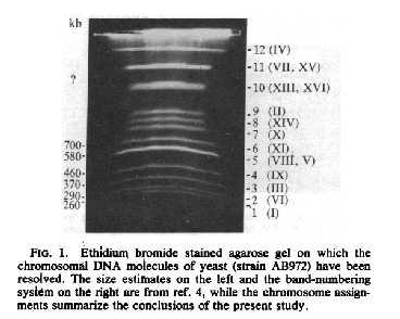 Electrophoresis Fungal