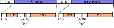 Arbitrarily Primed PCR (AP-PCR) Kullanılan primerler tiplendirilecek mikroorganizmanın genom bilgisine gerek olmadan rastgele