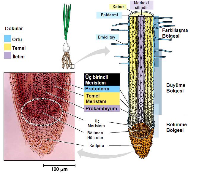 Kök :Tohumdan ilk gelişen organdır. 1.