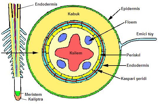 primer Ksilem: su ve suda çözünmüş maddelerin taşınmasını sağlayan iletim silindirinde bulunan iletken doku E.