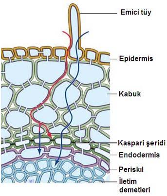 Kök yapısındaki dokular Örtü doku hücrelerin genellikle tek katman dizilim gösterir bitkinin dış yüzeyini kaplar ana rolü bitkiyi koruma Temel doku bitkinin her kesitinde bulunur en çok parankima