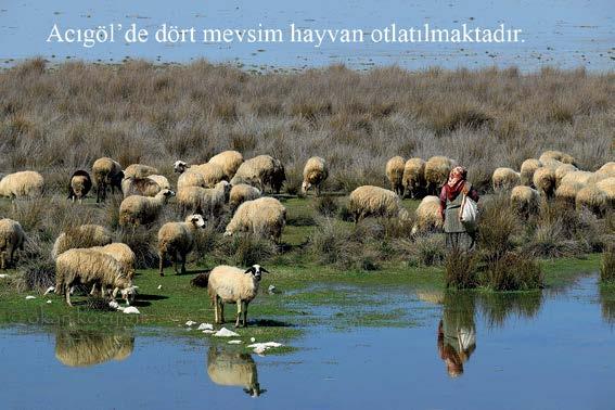 Bu bölgede küçük ve büyükbaş hayvan sürüleri kontrolsüz bir biçimde göl sazlıklarında otlatılmaktadır.