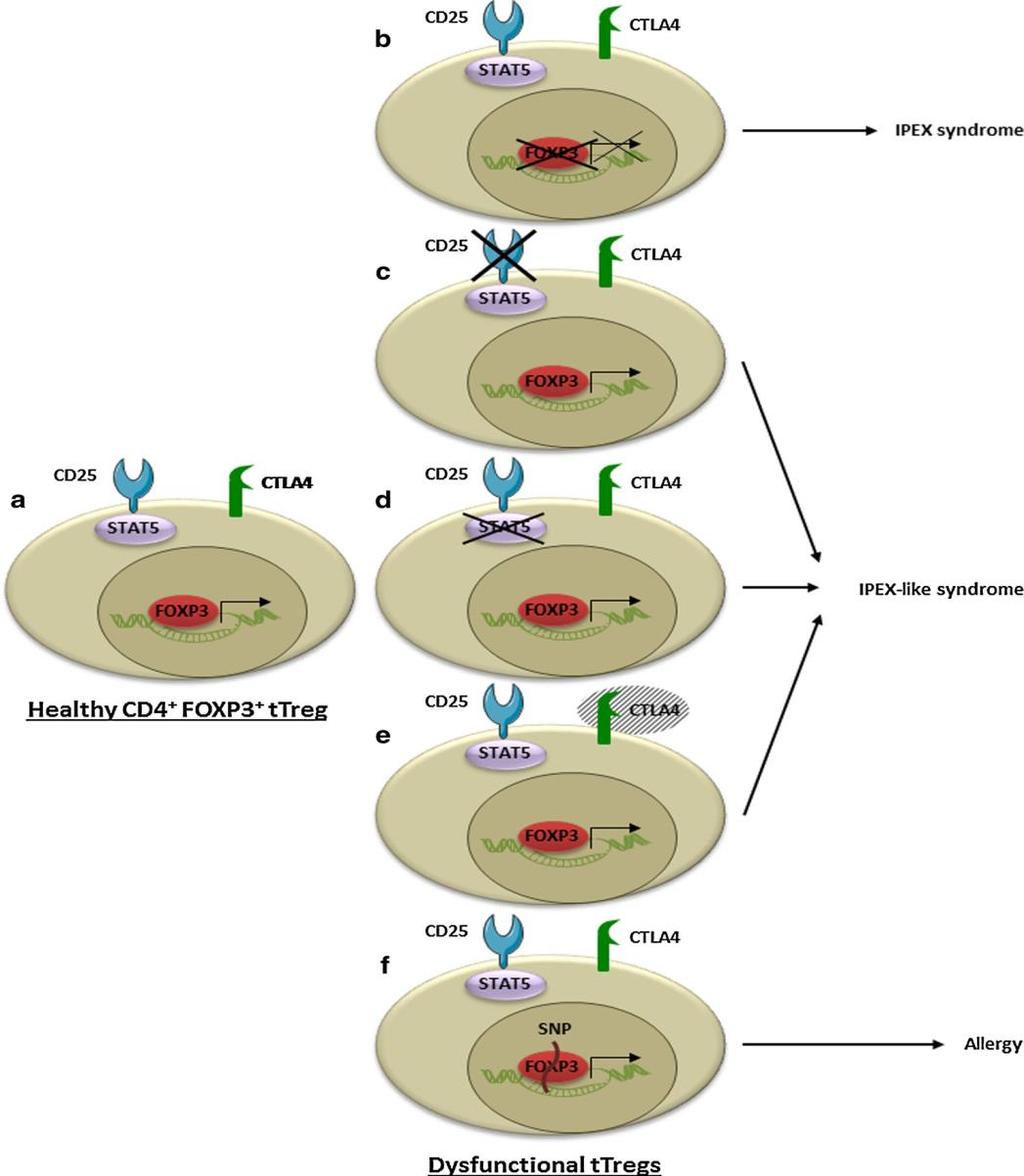 Şekil 1.5. Sağlıklı Foxp3Treg hücreler ve Treg hücrelerde disfonksiyon sonucu olan hastalıklar (93). Bazı çalışmalarda antijene özgü adaptif Treg hücreleri indüklenmiştir.