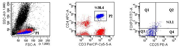 Şekil 2.2. Düzenleyici T hücrelerinin belirlenmesi. FSC/SSC grafiğinde lenfositler kapılandı (P1). CD3 + CD4 + yardımcı T hücreler seçildi (P2).