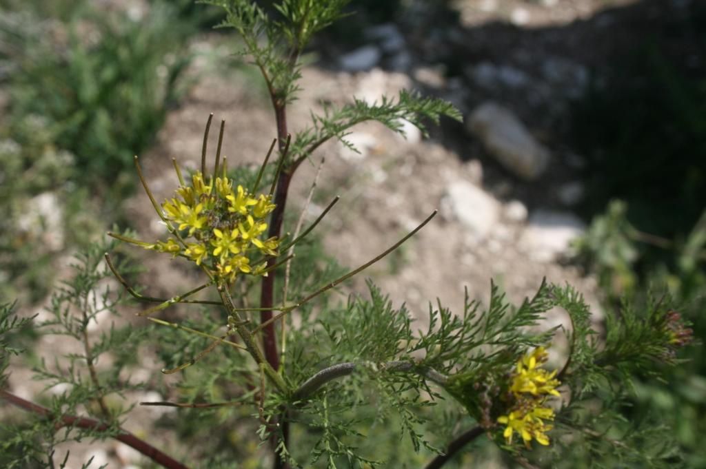 fotoğrafları Senecio vernalis Waldst.