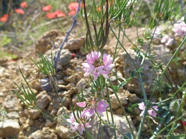 Coronilla varia