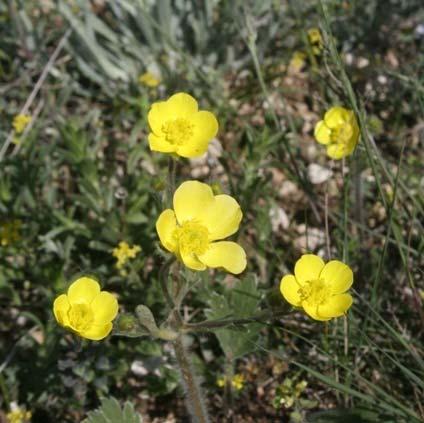 Ranunculus