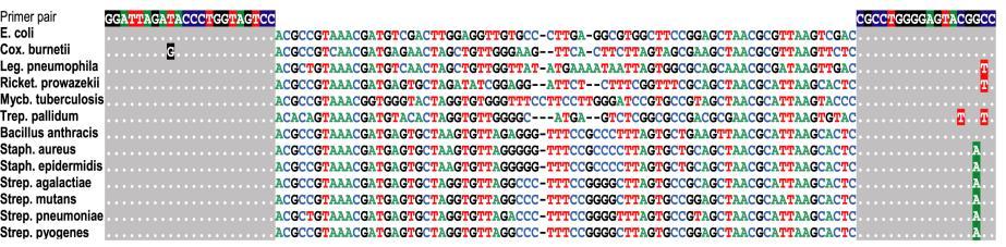 Geniş amplifikasyon(1) Primers bind to highly conserved regions across all