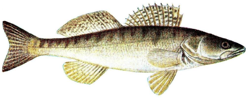 3. MATERYAL ve YÖNTEM Bu çalışmada Kovada, Eğirdir ve Karacaören II Baraj Gölleri nden 8 er adet olmak üzere toplamda 24 adet erişkin (+2) sudak balıklarına (Sander lucioperca) ait solungaçlar