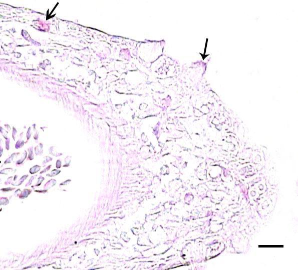 PAS. Bar: 50 µm. ġekil 4.2. Primer lamel ucunda mukus hücreleri (oklar). PAS. Bar: 50 µm. AB ph 2.