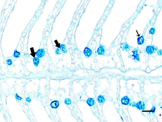 3 ve 4.4). ġekil 4.3. Primer lamelin uç kısmında mukus hücreleri (oklar). AB ph 2.5. Bar: 50 µm ġekil 4.4. Primer (kalın oklar) ve sekonder (ince ok) lamellerde yerleşim gösteren mukus hücreleri.