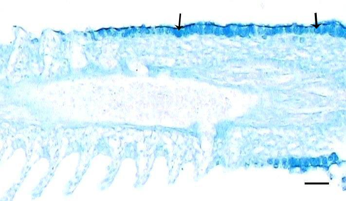 Primer lamellerin dip bölgesinde mukus hücreleri (oklar).