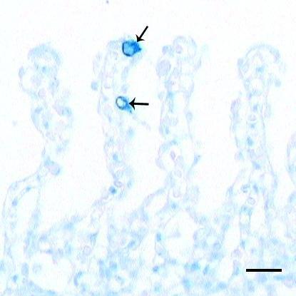 Sekonder lamelde mukus hücreleri (oklar). Metilasyon/AB. Bar: 50 µm.