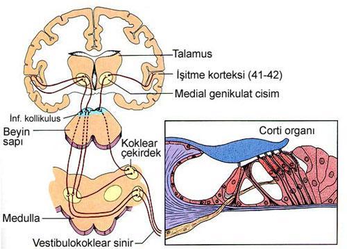 sinaps yaparlar ve işitme yolu işitme radyasyonu ile temporal lob medialindeki işitme korteksine ulaşır (Şekil 8). Korti organı Şekil 8. Korti organından kortekse kadar olan işitme yolları.