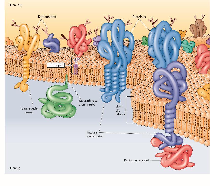Periferal membran proteinleri : Fosfolipid çift tabaka yapısını bozmayan, aşırı ph ve yüksek tuz konsantrasyonuyla zardan kolayca ayrılabilen proteinler olarak tanımlanır.