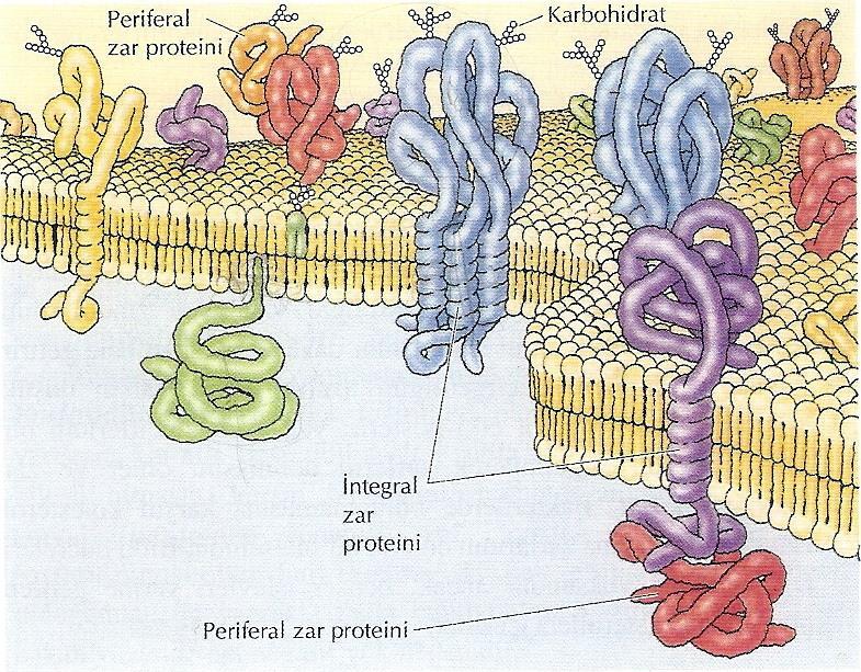 İntegral proteinlerinin çoğu zarın her iki yanında açık kısımları bulunacak şekilde lipid çift tabakasını kateden transmembran proteinleridir.