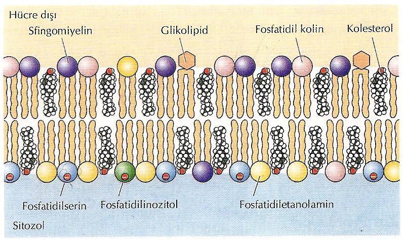 Hayvan hücrelerinin plazma zarları 4 büyük fosfolipid içerir: Fosfatidilkolin, sfingomiyelin fosfatidiletanolamin, fosfatidilserin ve Fosfolipidler çift zar tabakasının iki yarısına asimetrik olarak