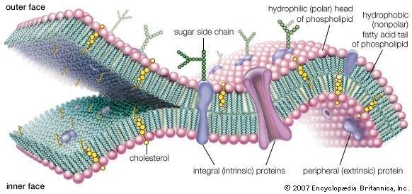 Hücre membranları, dinamiktir ve akışkan