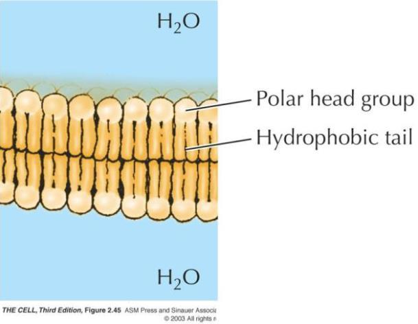 Fosfolipid çift tabakalarının iki genel özelliği zar işlevi yönünden çok önemlidir: İlk olarak, fosfolipidlerin yapısı, zarların iki, sulu ortam arasında engel oluşturma temel
