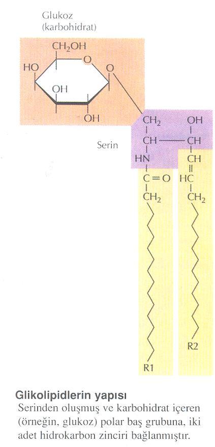 Glikolipidler; Karbohidrat içeren bir polar baş kısmına bağlanmış iki adet hidrokarbon zincirinden oluşmaktadır.