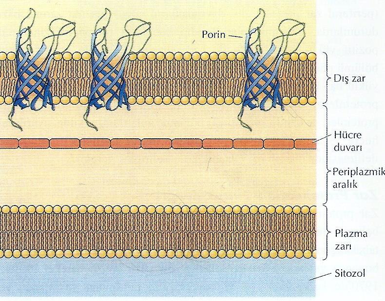 Bazı bakterilerin plazma zarı bir hücre duvarıyla ve farklı bir dış zarla çevrilidir.