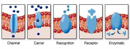 Proteinlerin plazma membranında çok çeşitli fonksiyonları vardır Hücre tanıma proteinleri, hücreyi tanımlar ve ait olduğu yeri belirler.