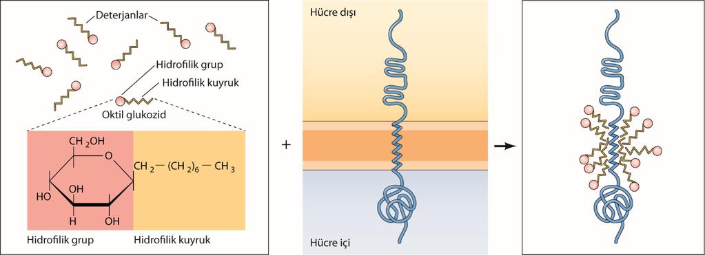 İntegral zar proteinlerinin deterjanla çözülmesi : Detarjanlar hidrofilik baş kısmı ve hidrofobik kuyruklara sahip amfipatik moleküllerdir.