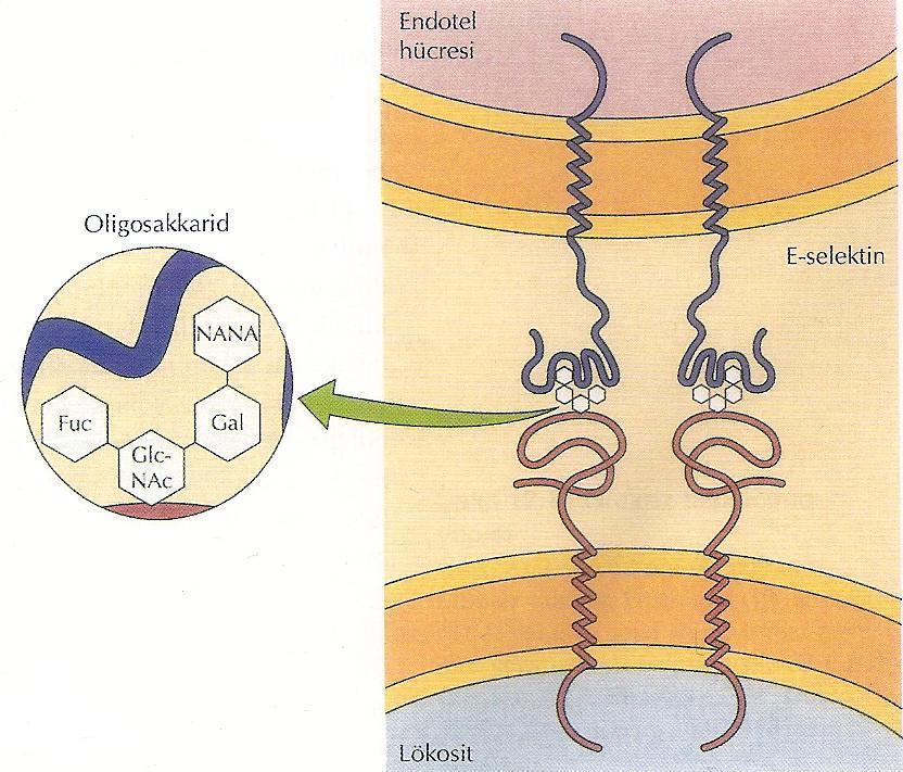 Glikokaliks Selektin ailesinin, endotel hücreleri ve trombositler tarafından eksprese edilen iki üyesi (E-selektin ve P- selektin), lökositlerin yüzeyinde sergilenen özel oligosakkaritlere bağlanır.