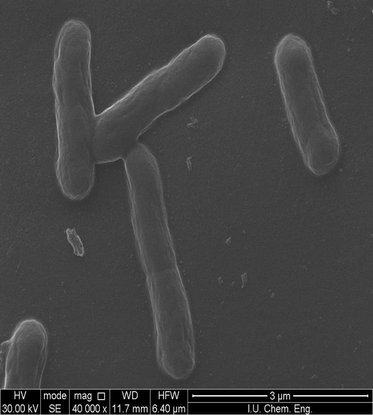 PNEUMONIAE B6 (ANTBİYOTİKSİZ) SUŞUNUN EM