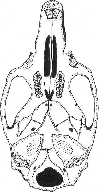 tympanic bullae lar küçüktür. Foramina incisiva hiçbir zaman M 1 den daha arkaya geçmez. a b Şekil 4.3. Acomys nesiotes te kafatasının a. dorsal, b. ventral görünüşü 4.1.6.
