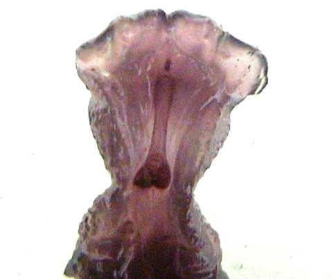4.1.7. Phallus ve baculum Glans penis oldukça şişkin bir yapıya sahiptir. Baculumun distal kısmı bir tacı, proksimal kısmı ise bir kaşığı andırmaktadır (Şekil 4.6)