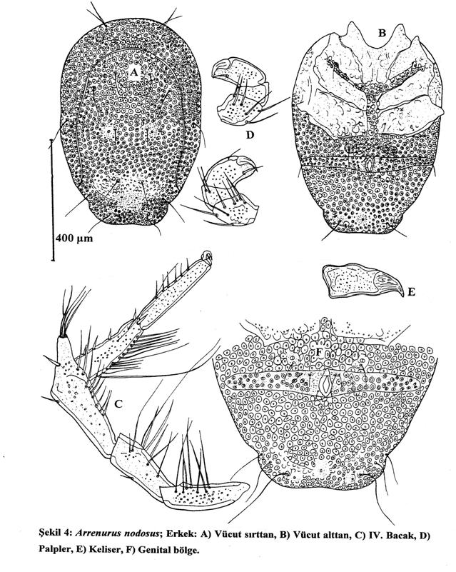 Şekil 4. Arrenurus nodusus: Erkek: A) Vücut sırttan, B) Vücut alttan, C) IV. Bacak, D) Palpler, E) Keliser, F) Genital bölge.