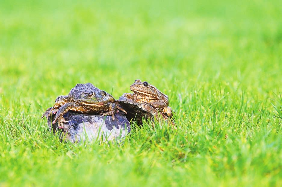 Bu bağlamda, ikiyaşamlı ve sürüngenler açısında ülkemizi ele alınacak olursa, 30 kurbağa (14 kuyruklu kurbağa, 16 kuyruksuz kurbağa) ve 127 (10 kaplumbağa, 62 kertenkele ve 55 yılan) sürüngen türü