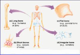 Şekillerine göre Kemikler Uzun Kemik
