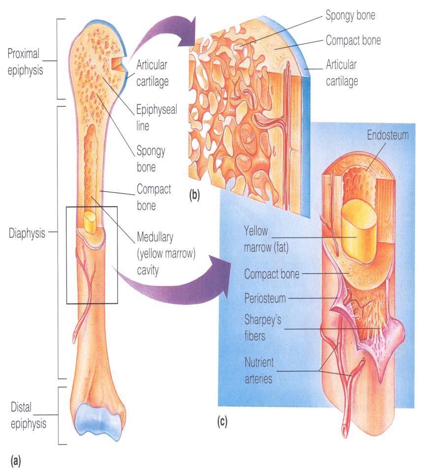 Uzun Kemiğin Yapısal Bölümleri Tipik bir uzun kemiğin orta kısmına diafiz, şişkince olan uç kısmına epifiz denir.