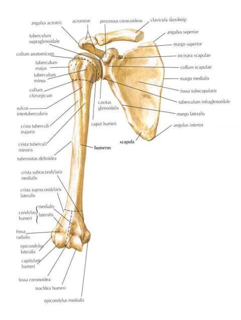 Üst Ekstremite Kemikleri Omuz kavşağı adı verilen bölge ile başlayarak sırasıyla kol, önkol ve el ile devam eden vücut bölümünün yapısına katılan kemikler üst ekstremite kemikleri başlığı altında