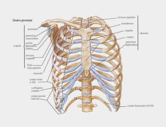 Torakal Kemikler (Göğüs Kemikleri) Kostalar (kaburgalar) Göğüs kafesinin büyük bir kısmını